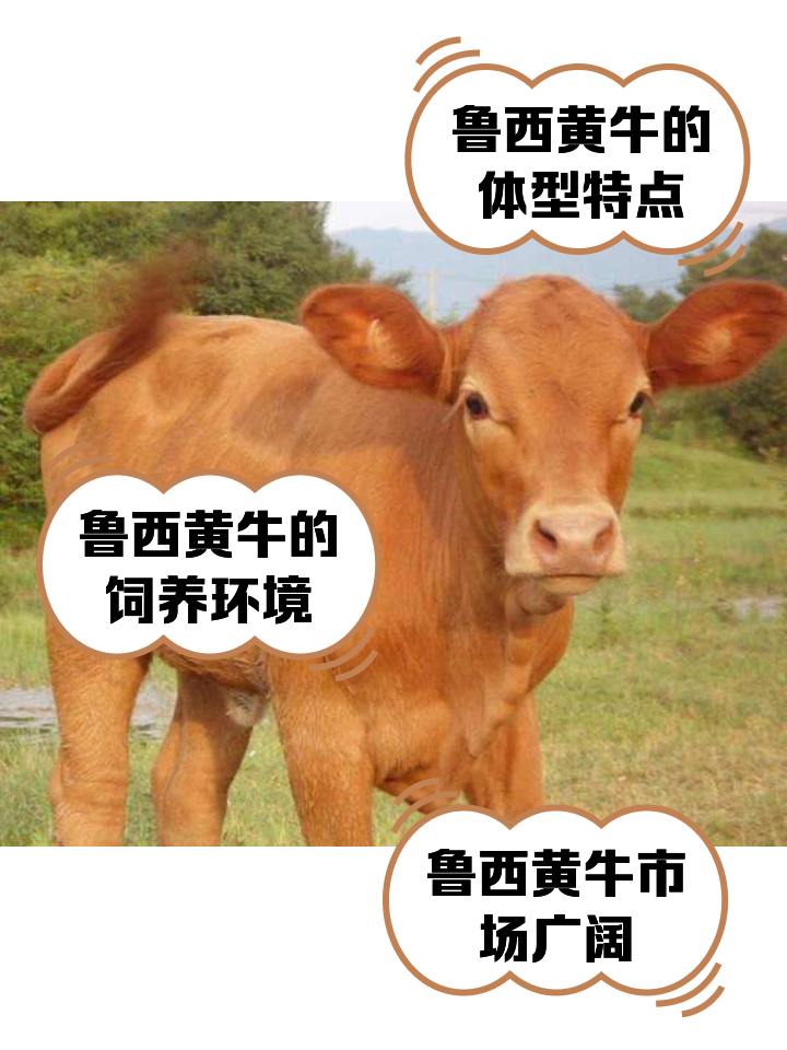 内江最新医保取现黄牛方法分析(最方便真实的内江医保取现黄牛怎么取方法)